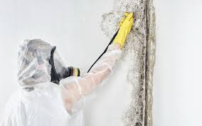 Why You Should Choose Our Mold Remediation Services in Rio Grande, OH